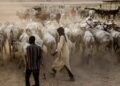 Deadly Raid in Niger State Leaves Dozens of Fulani Herders Killed Amid Security Crackdown