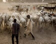 Deadly Raid in Niger State Leaves Dozens of Fulani Herders Killed Amid Security Crackdown