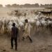 Deadly Raid in Niger State Leaves Dozens of Fulani Herders Killed Amid Security Crackdown