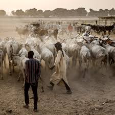 Deadly Raid in Niger State Leaves Dozens of Fulani Herders Killed Amid Security Crackdown